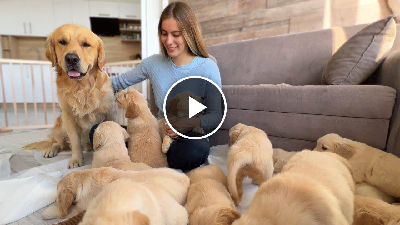 Golden Retriever Dad Meets His 11 Puppies