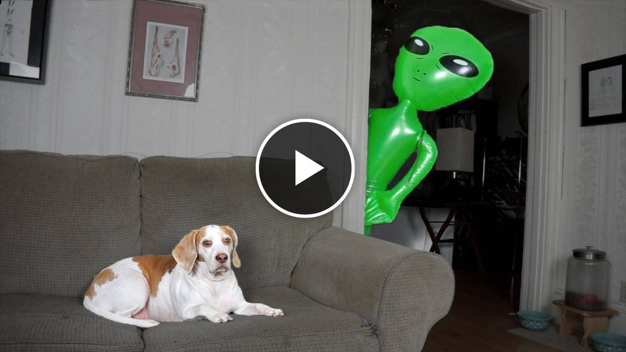 Dog Pranked with Alien: Funny Dog Maymo