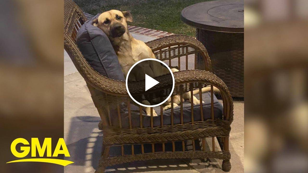 Woman wakes up to a new dog sitting on patio furniture 