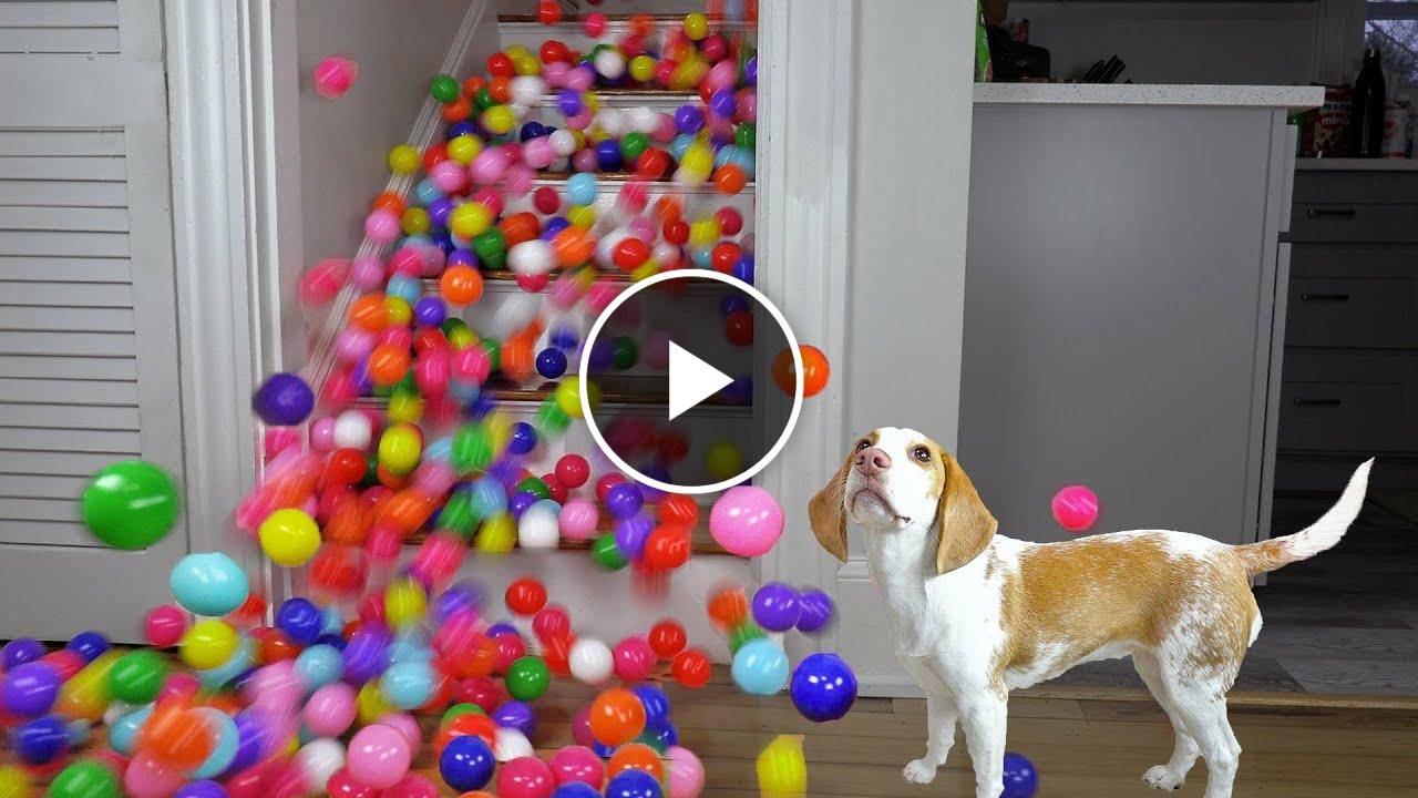 Puppy Surprised by Balls Falling Down Stairs: Cute Puppy Indie Has Cutest Reaction to EPIC Ball Drop