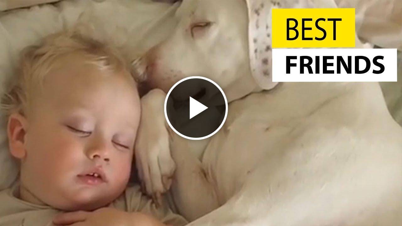 Cute Baby Playing With Dogs Compilation - Baby Pets Video 
