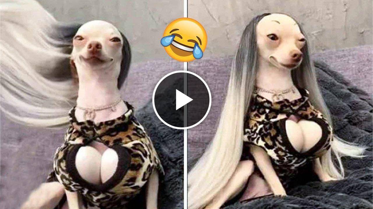 Funniest Dogs Video Ever 2022 - ? Try Not To Laugh| Pets Town