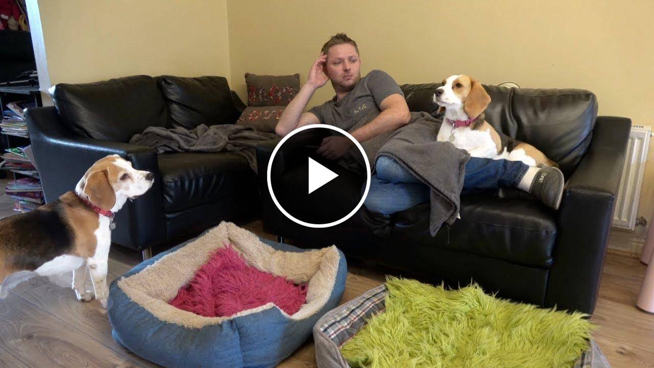 How Relaxing With Beagle Dogs Looks Like - Dogs Want Attention