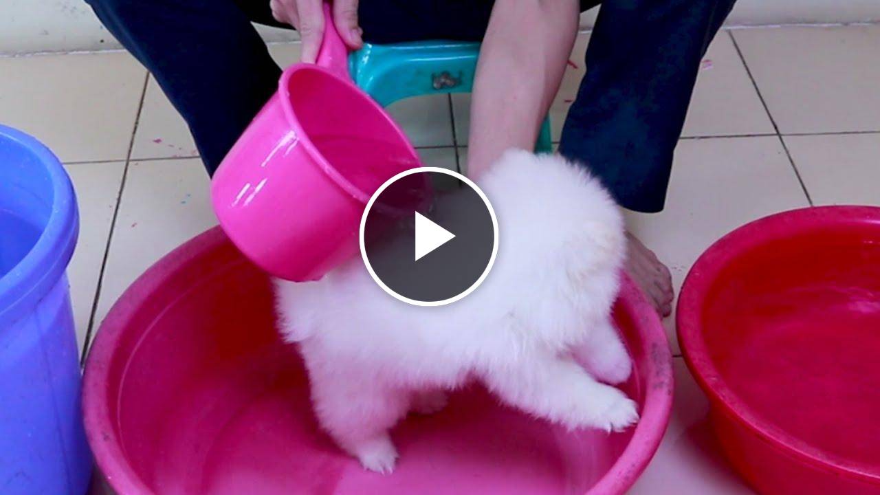 First Cute Pomeranian Puppy Bath | Funny Dogs Puppies | Min Puppy #6