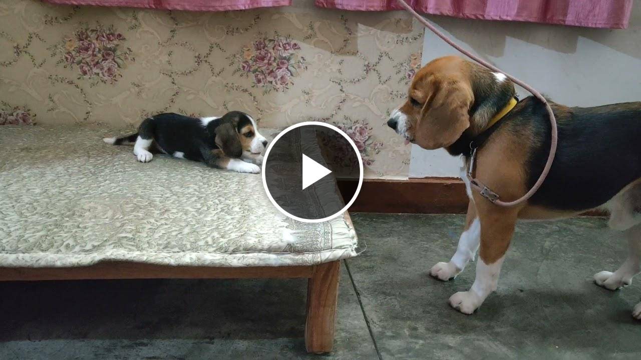 Deep conversation between father & daughter | Leo & Lilly |Leo The Beagle
