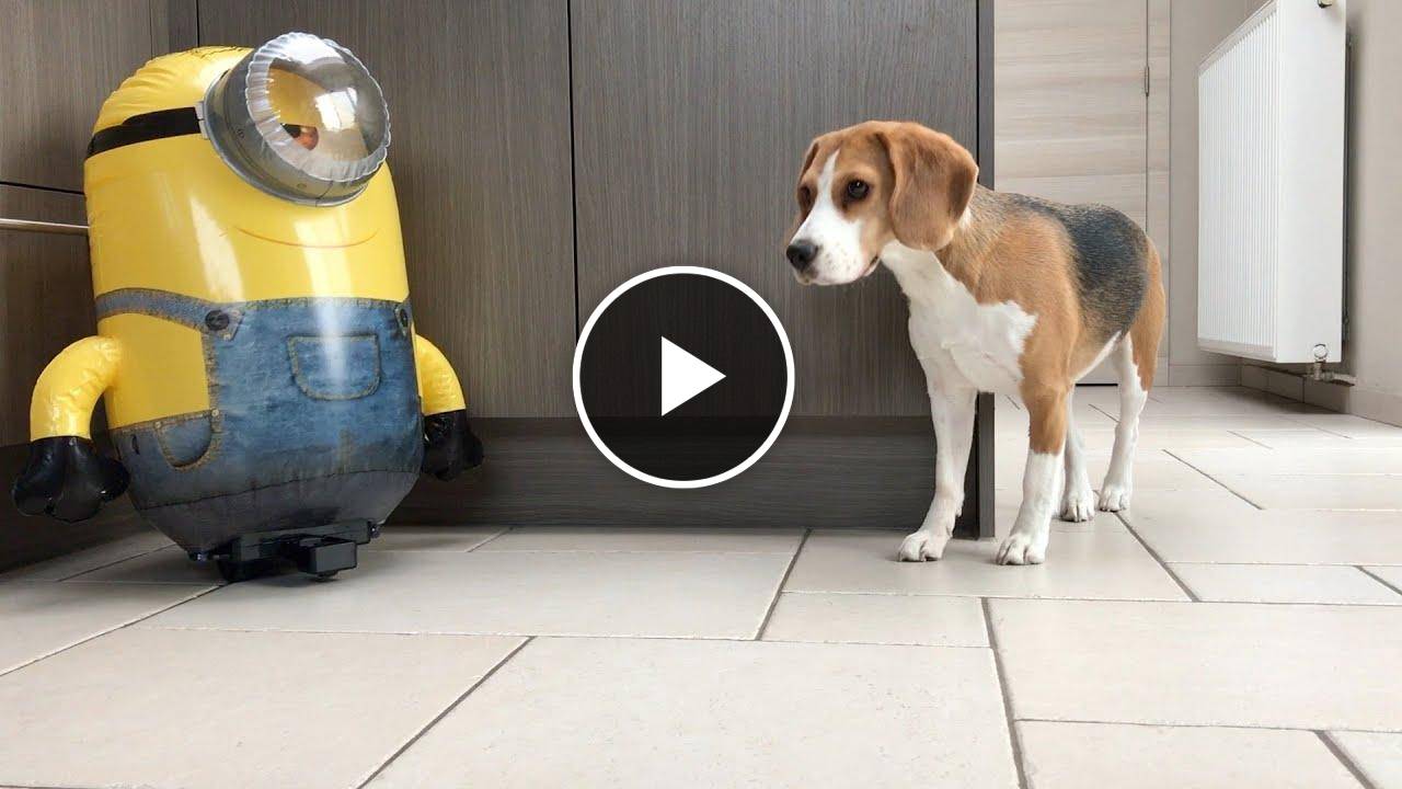 Funny Beagles Get PRANKED : Try Not To Laugh Compilation!